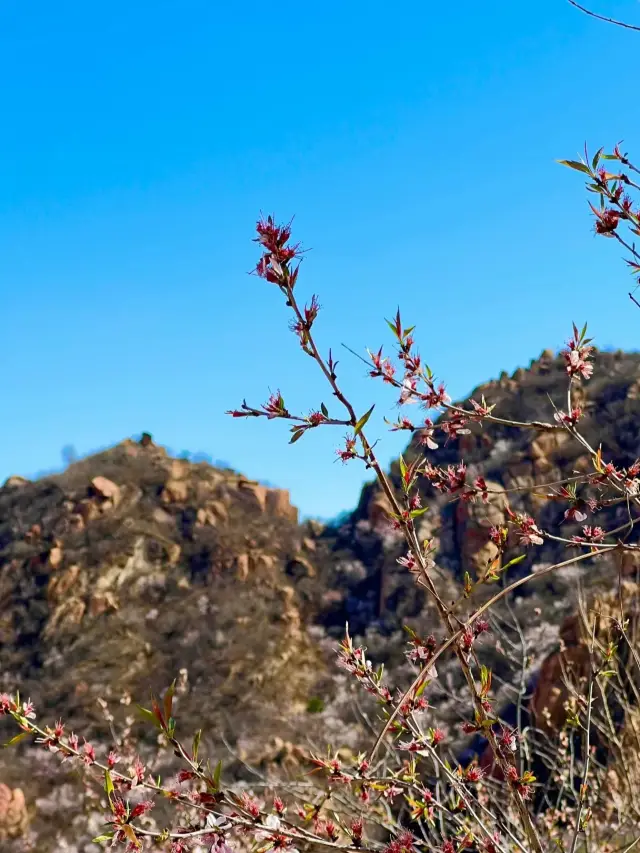 Baihujian Flower Viewing Guide