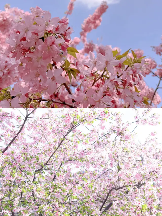 春遊記｜成都你要的春和景明都在這裡了