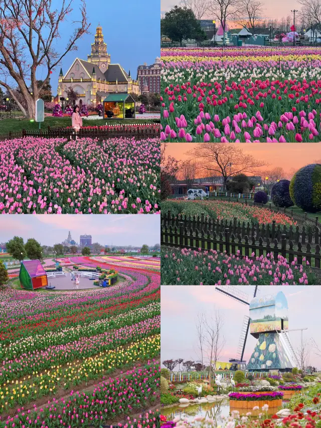 I sincerely advise everyone not to easily go to the 'Yancheng Dutch Flower Sea'