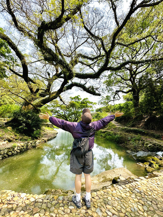 廈門周邊遊｜啊啊啊這該死的樹張力！！！