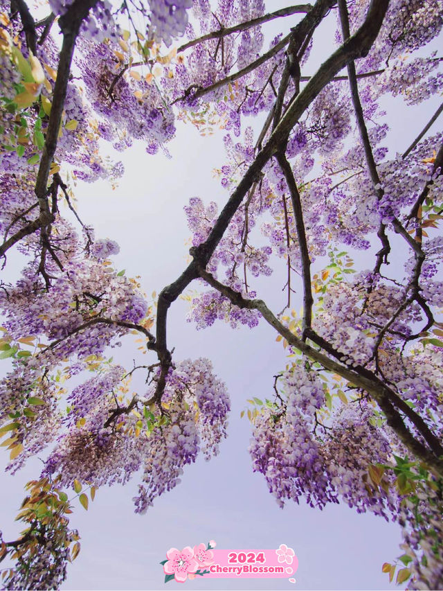 Shanghai's Chenshan Botanical Garden 🌿🌸 💜 Shanghai's Chenshan Botanical Garden 🌿🌸 💜