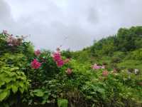 平利芍藥谷休閒消夏好去處