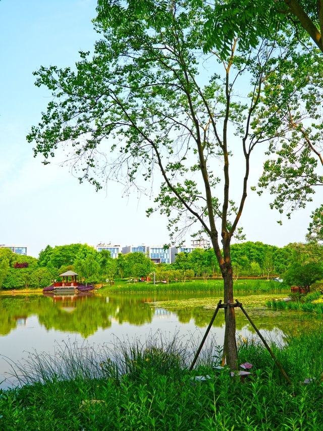小眾偏僻的華夏公園也有優勢，人少景靚，還有座“浦東獐園”