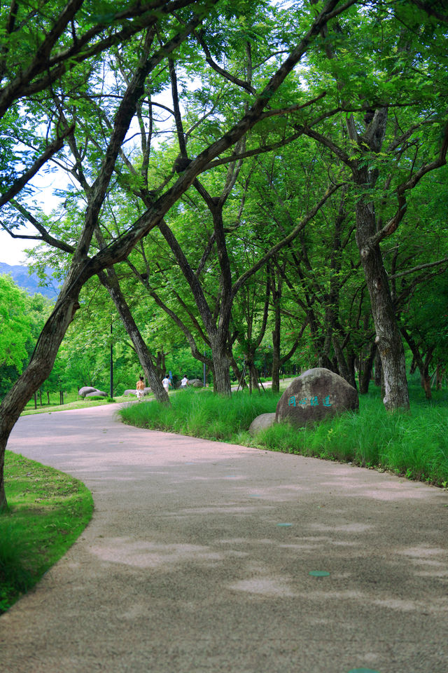 溫州 | 森林氧吧 | 「綠野仙踪」森林小道