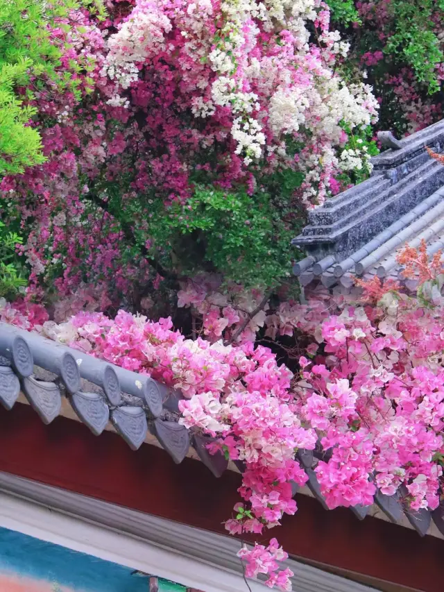 The stunning Bougainvillea waterfall is just too beautiful! It's right in Shenzhen!