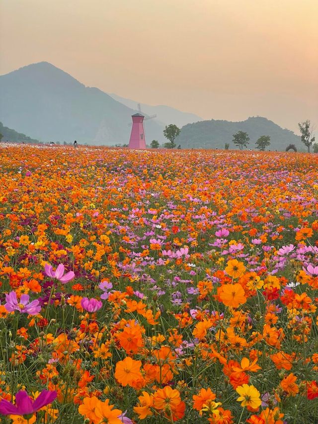 杭州花海 →來銅鑑湖看一場花海落日吧