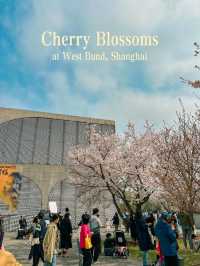 So Many Cherry Blossoms at Long Museum 🌸