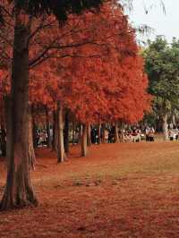 公園20分鐘 | 廈門南湖公園遊園記