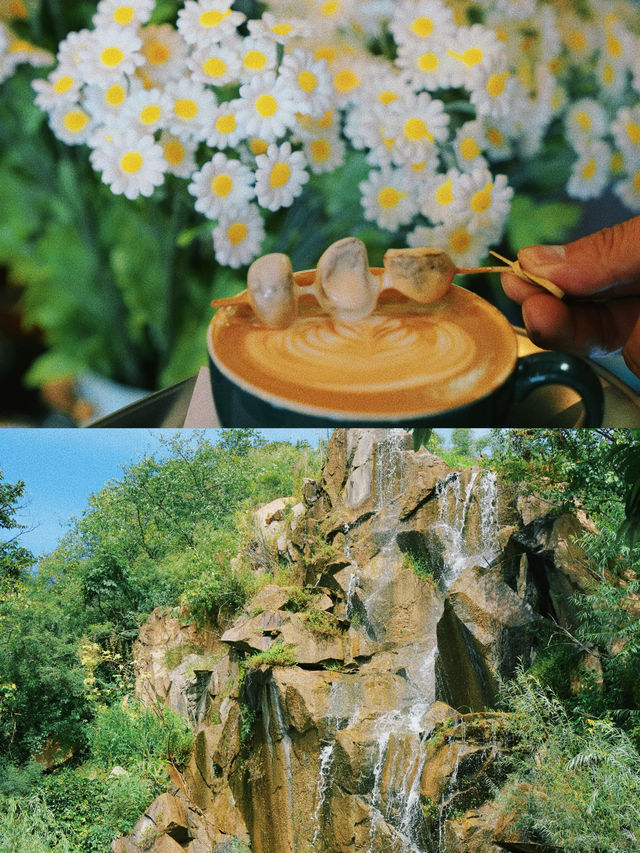 【黃花城水長城，邀您金秋時節來免費摘栗子】。