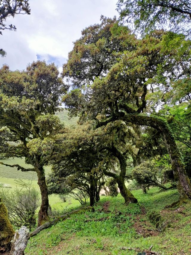 大理馬耳山雁池。