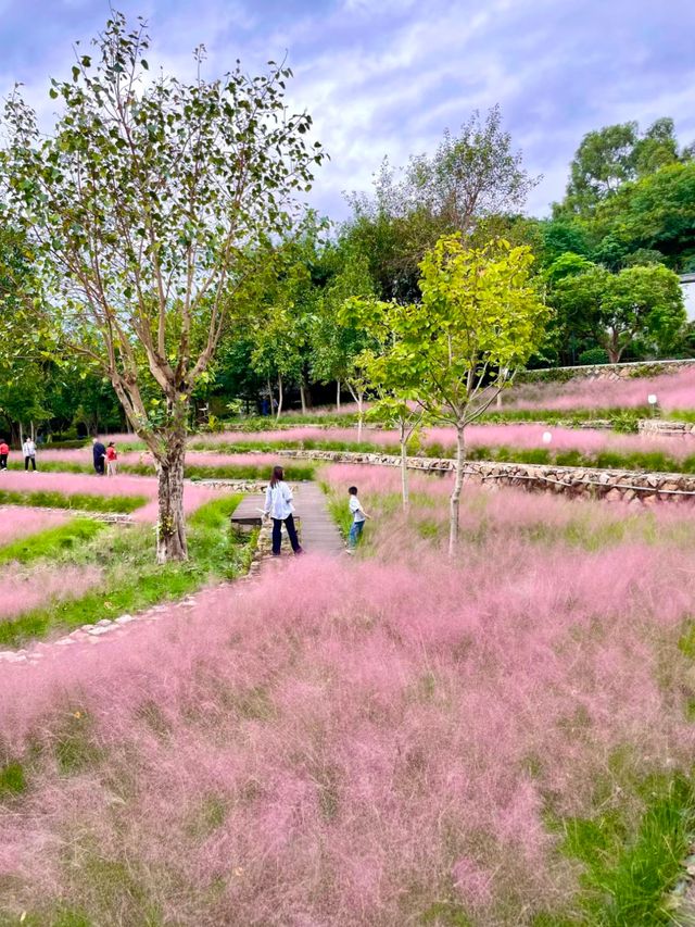 國慶限定：福州粉色秘境，赤橋公園粉黛亂子草夢幻季。