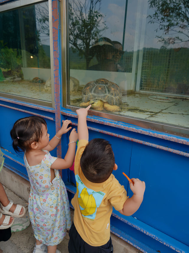 重慶自己的野生動物園您確定不帶孩子來玩嗎？。
