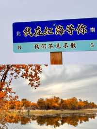 巴楚縣紅海景區胡楊島是一處令人流連忘返的自然美景勝地。