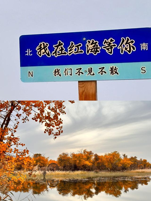 巴楚縣紅海景區胡楊島是一處令人流連忘返的自然美景勝地。