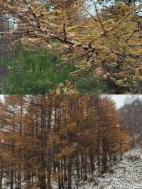 10月20日中台山雪景實拍。