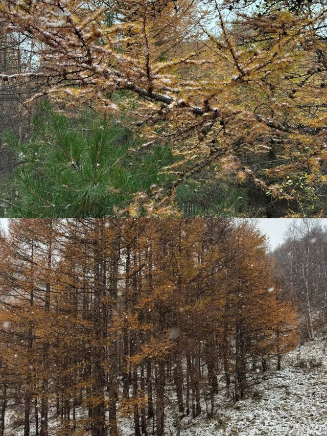10月20日中台山雪景實拍。