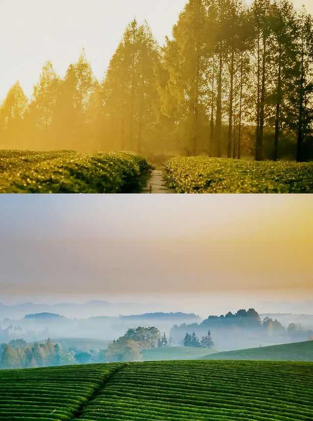 歡迎大家到我的家鄉貴州茶海。 歡迎大家到我的家鄉貴州茶海。