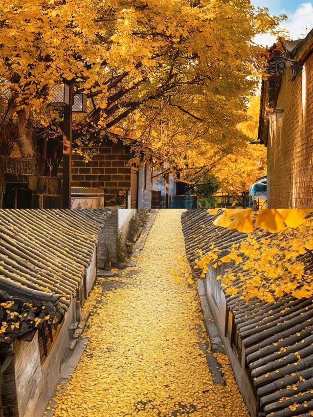 千年銀杏美瘋了。