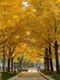 北京將府公園的秋天，就是老舍筆下的模樣。