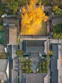 古觀音禪寺千年銀杏攻略：錯過等一年。