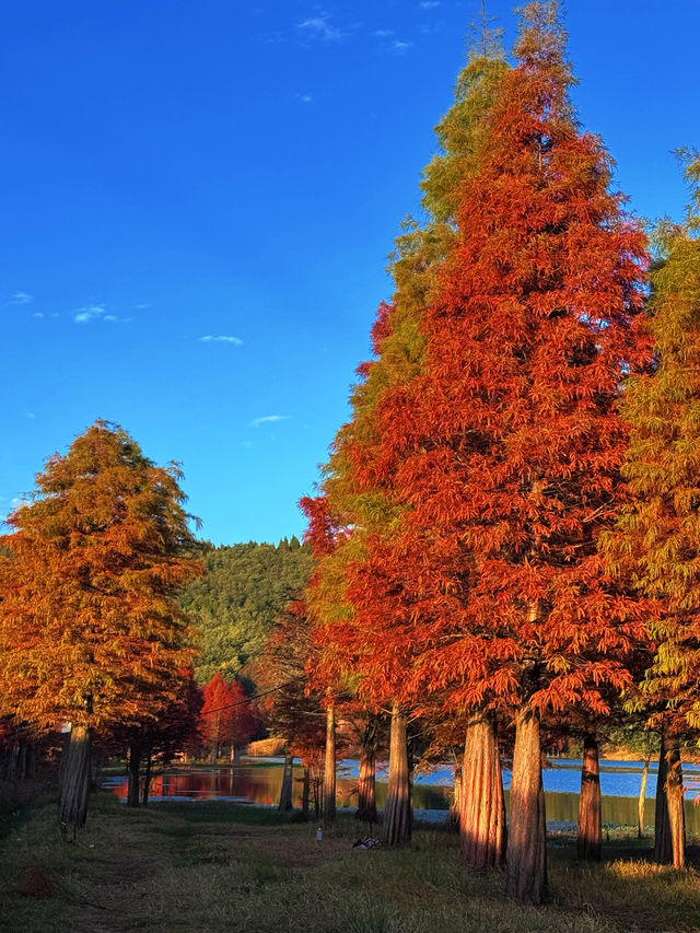 昆明周邊 | 油畫般的紅杉40min三家村水庫。