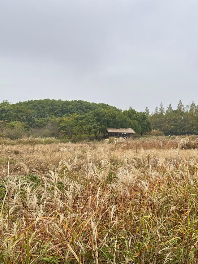 杭州賞秋 良渚文化遺址 日遊攻略。