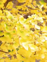 成都 | 賞銀杏遊玩的好去處（附蛟龍港活水公園攻略）。