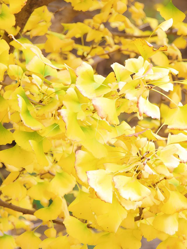 成都 | 賞銀杏遊玩的好去處（附蛟龍港活水公園攻略）。