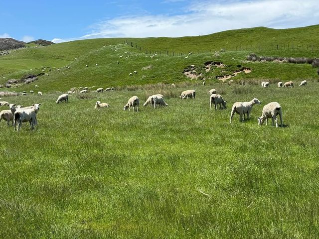 探索新西蘭南島的隱秘角落——Cape Farewell。