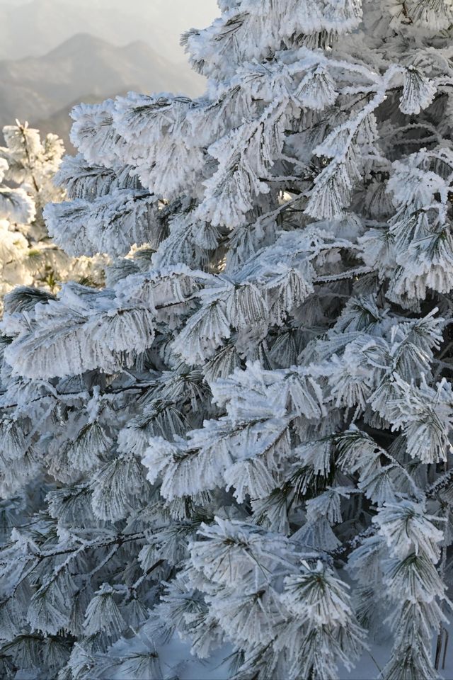寶雞凍山|美麗「凍」人