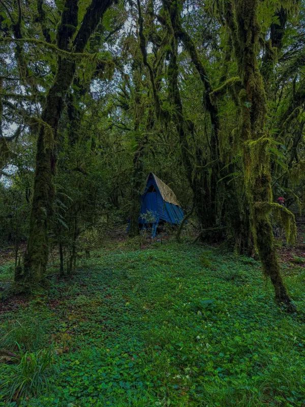 傳說中的雲南蟲谷，哀牢山原始森林