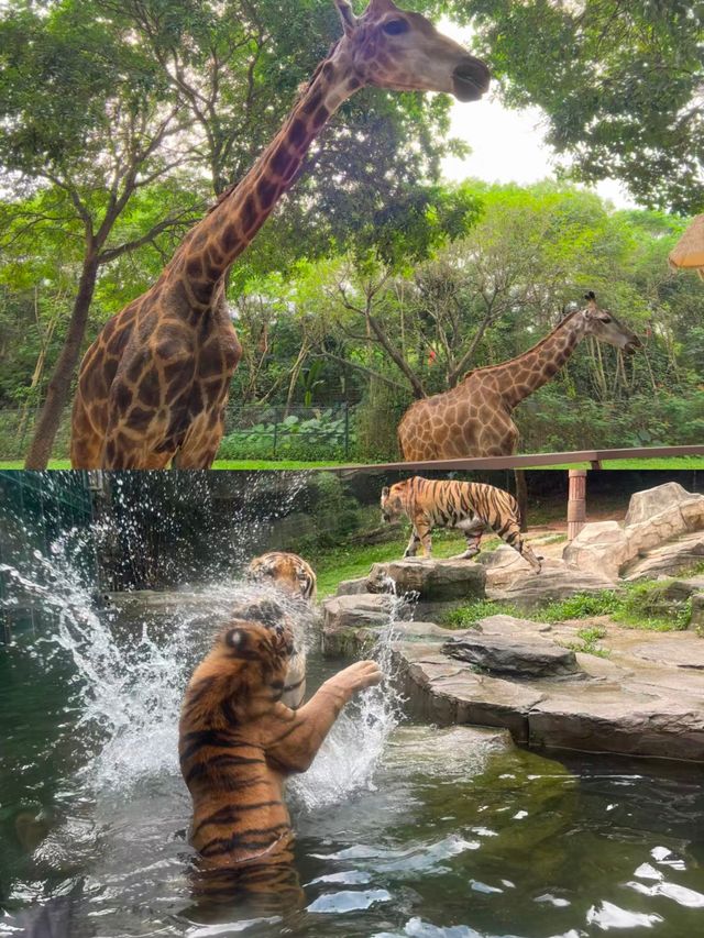 深圳｜野生動物園