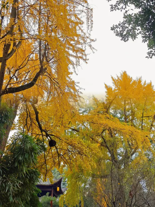 Chengdu's top ginkgo spot! Miss it and you'll have to wait another year