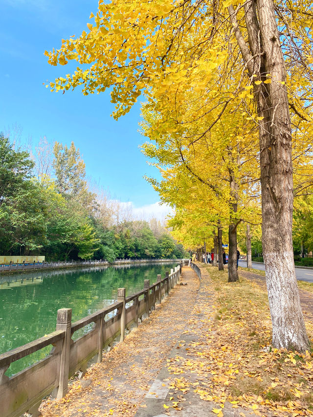 成都這裡的銀杏樹很有味道