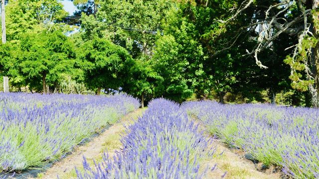 奧克蘭薰衣草農場之旅,夢幻打卡地! 奧克蘭薰衣草農場之旅,夢幻打卡地!