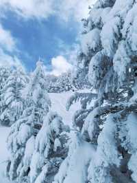 Explore the Dynamic Skiing Experience at Shiga Kogen Ski Resort in Nagano