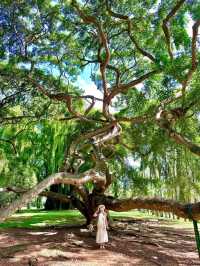 Explore the Royal Botanical Gardens in Kandy, Sri Lanka