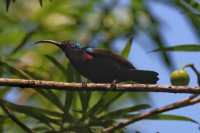 Common Animals in the Royal Botanical Gardens of Kandy