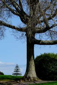 Explore the Auckland Botanic Garden This Spring