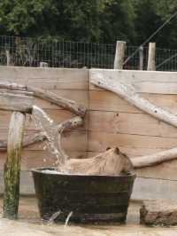 Weekend in London: Meet the Capybaras