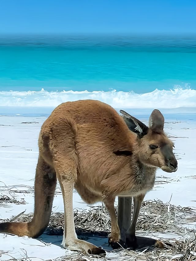 埃斯佩蘭斯的旅行門檻提高了