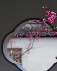 2月17日實拍南京雨花台梅崗梅花已上線今年