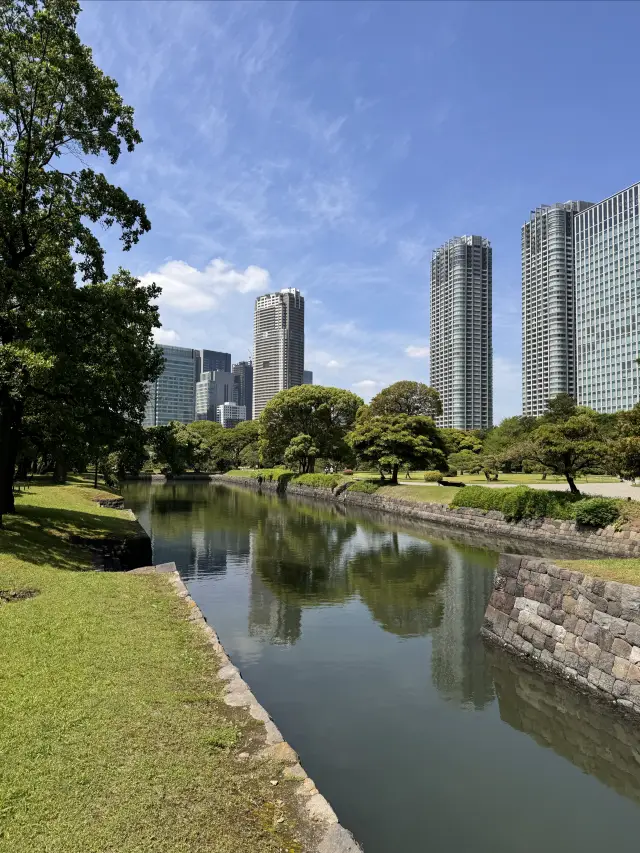 New Cherry Blossom Viewing Spot in Tokyo | Hamarikyu Gardens