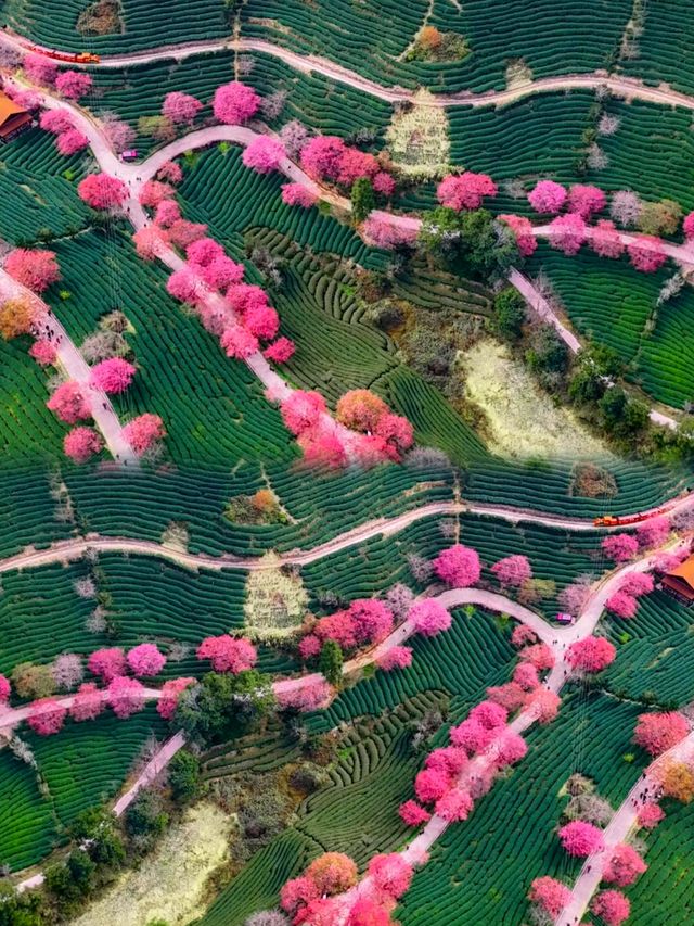 福建驚現現實版莫奈花園,美到失語! 福建驚現現實版莫奈花園,美到失語!