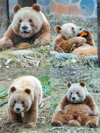 See the Brown Panda: Qi Zai Is Super Cute