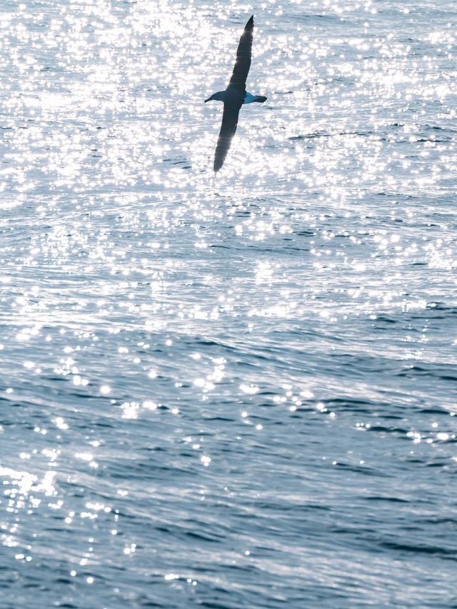 Kaikoura：Heaven for whale-watching