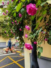 南京賞花路線這樣走，到民國老街感受春天