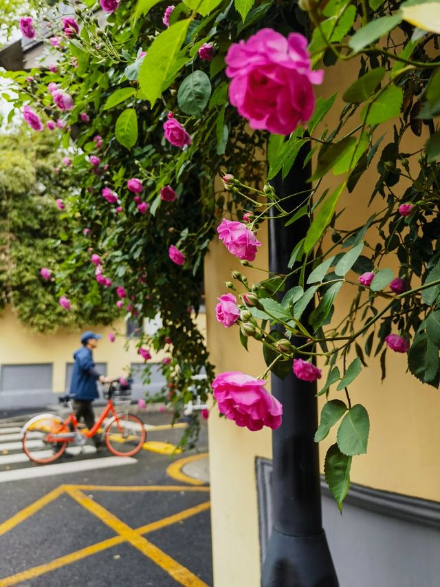 南京賞花路線這樣走，到民國老街感受春天