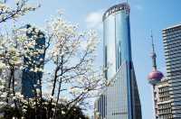 申城玉蘭花開啦！附觀賞地圖→。