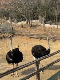 「由李村出發1.5小時！黃島野生動物園帶娃打卡全攻略」